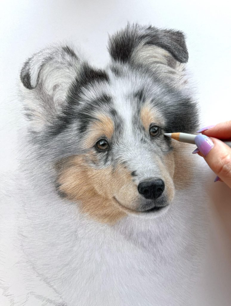 How To Draw Faces With Katie, her drawing in progress of a Collie